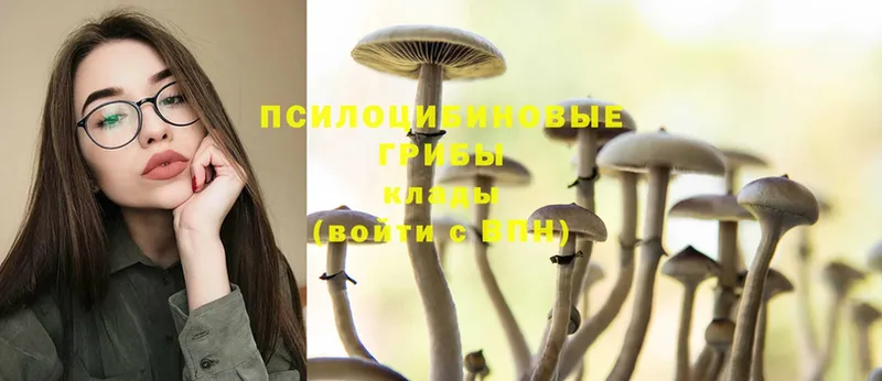 Галлюциногенные грибы Psilocybe Видное